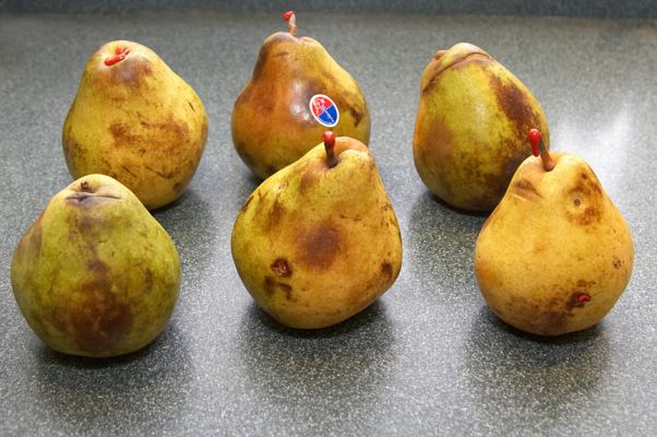 normal_pears.jpg