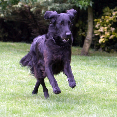 I'm after the ball
Palabras clave: Animal Animals Canine Canines Dog Dogs Flatcoated Retriever Land Mammal Land Mammals Mammal Mammals Play Playing Playtime Retrievers Run Running Sasha Terrestrial Mammal Terrestrial Mammals
