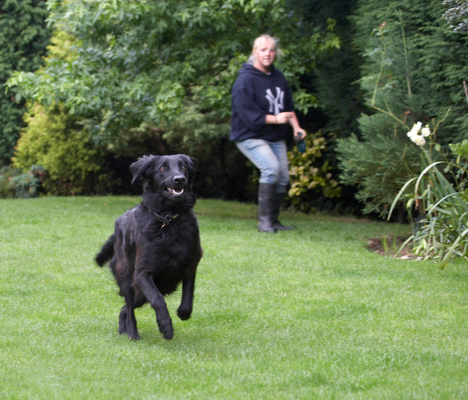 Another one to retrieve
Ključne besede: Animal Animals Canine Canines Dog Dogs Flatcoated Retriever Land Mammal Land Mammals Mammal Mammals Play Playing Playtime Retrievers Sam Sasha Terrestrial Mammal Terrestrial Mammals