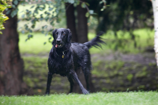 I'm waiting for action
Λέξεις-κλειδιά: Animal Animals Canine Canines Dog Dogs Flatcoated Retriever Land Mammal Land Mammals Mammal Mammals Play Playing Playtime Retrievers Sasha Terrestrial Mammal Terrestrial Mammals