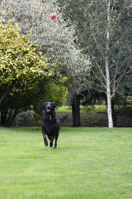 I'm on it
Schlüsselwörter: Animal Animals ball Canine Canines Dog Dogs Flatcoated Retriever Land Mammal Land Mammals Mammal Mammals Play Playing Playtime Retrievers Run Running Sasha Terrestrial Mammal Terrestrial Mammals