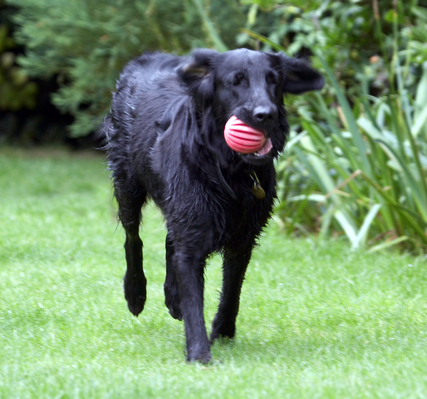 Another safe retrieval ........
Λέξεις-κλειδιά: Animal Animals ball Canine Canines Dog Dogs Flatcoated Retriever Land Mammal Land Mammals Mammal Mammals Play Playing Playtime Retrievers Sasha Terrestrial Mammal Terrestrial Mammals