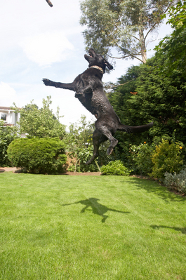 And, I've got it
Anahtar kelimeler: Mammals Play Playing Playtime Stick Terrestrial Mammal Terrestrial Mammals Wellington Action Animal Animals Canine Canines Dog Dogs Jump Jumping Labrador Labradors Land Mammal Land Mammals Leap leaping Mammal