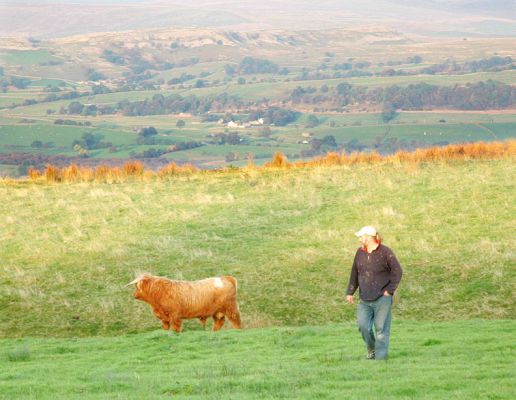 UK302940100044 - The Bull With the White Spot
The Highland bull surveying his new home in Lancashire.  He arrived at his new mountain top in what photographers call the "Magic Hour."  But Marjorie and I were too exhausted and grumpy -- from a six hour drive from Worcestershire -- to really enjoy the gorgeous scenery.
Keywords: UK302940100044 Highland bull Lancashire hilltop view cattle