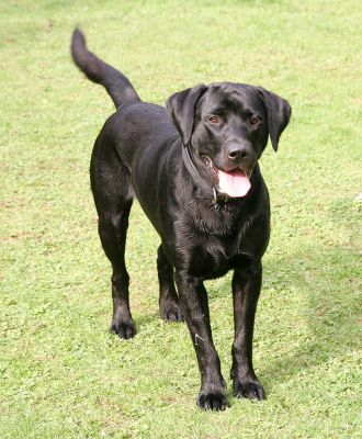C'mon, throw that ball
Buddy waiting for the ball
Ključne besede: Buddy Black Labrador ball Lucies Farm luxury dog hotel