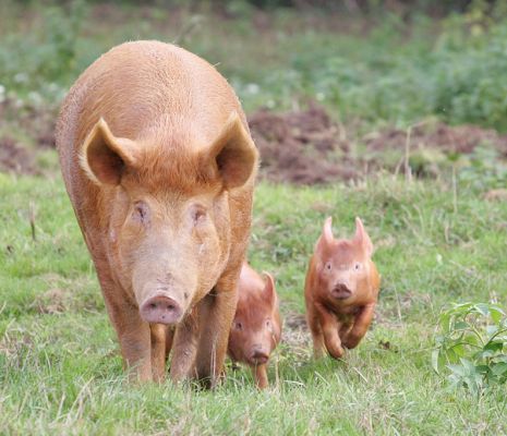 Mother Tamworth and Her Two Piglets
Okay, not really a litter to write home about.  But what they lack in numbers they make up in cuteness.
Schlüsselwörter: Tamworth pig piglets mother cute Lucies Farm pork piggy