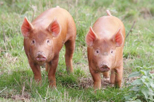 Tamworth Piglets
Anahtar kelimeler: Tamworth pig Tamworth piglets ears staring pork Lucies Farm