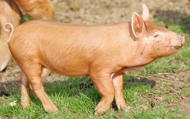 Tamworth Piglet
Quite brave and cocky.  What the photograph doesn't really show is that he was essentially underneath his mother.
Schlüsselwörter: Tamworth piglet cocky Lucies Farm Tamworth pig