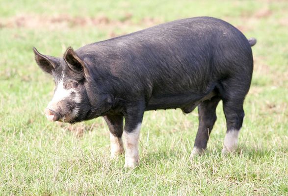 Young Berkshire Boar
Or "kurobuta" (black hog) in Japan.
Palabras clave: Berkshire pig kurobuta black hog Japanese pork