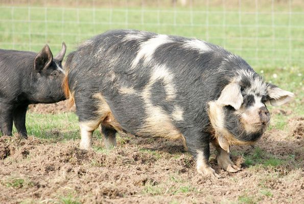 The Kune Kune Princess
Chase's pig -- a cross between a Kune Kune (hence the wattles) and a Gloucester Old Spot (hence the spots).  Not the prettiest pig in the patch, but to the enthusiastic young Berkshire boar, seen part way up her back, she's the personification of pulchritude.
Ključne besede: Berkshire pig Gloucester Old Spot kune kune pig pulchritude pork piggy