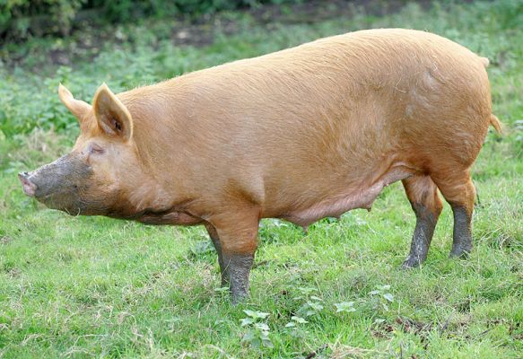 Two Tone Tamworth
What could be nicer than a muddy snout?
Palabras clave: Tamworth pig muddy snout pork