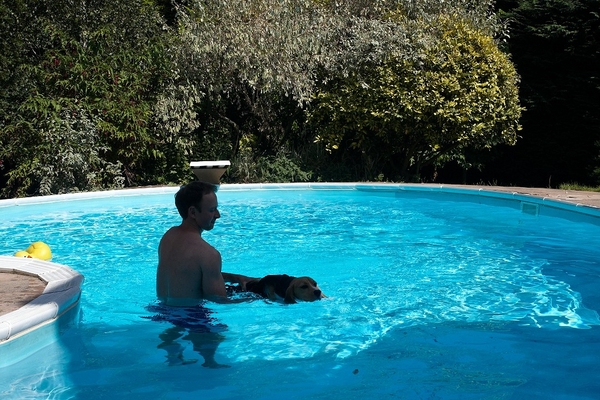 Ross and Kero in the Pool
One of the rare sunny days.  Ross takes Kero for a swim in the pool.
Λέξεις-κλειδιά: Ross Kero beagle sunshine pool swimming dog