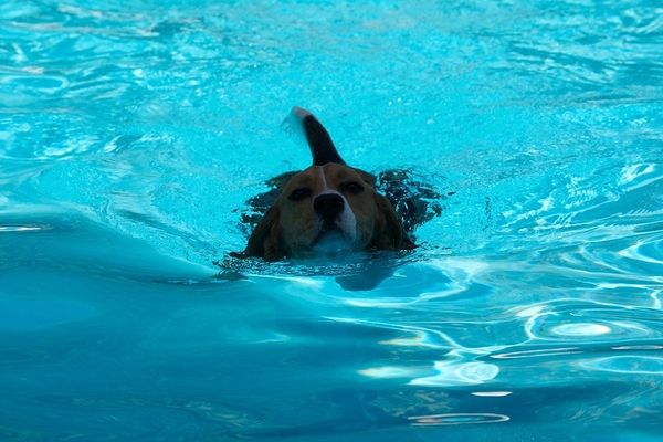 Kero Enjoying A Swim
Keywords: Kero beagle swimming dog