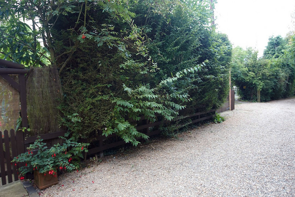 Overhanging Hedge
Looking to the north-west.  This photograph was taken on our track (the gravel area).  Our boundary is the post and rail fence which is barely visible in the midst of our neighbours' hedge.  This hedge is the eastern boundary of the small garden behind The Cider Mill (21 Colletts Green Road). The hedge and trees are apparently overhanging our property.  Just beyond the hedge (but not visible in this photograph) is the entry to Jack and Margaret's house.
Keywords: Cider Mill 21 Colletts Green Road Harry Godwin Trish Godwin
