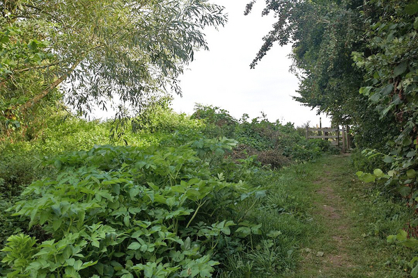 Our Compost Pile
A view north up our track, public footpath 578 on the right.  Our compost "pile" on the left (west).
Anahtar kelimeler: kissing gate public footpath 578 Powick track compost heap
