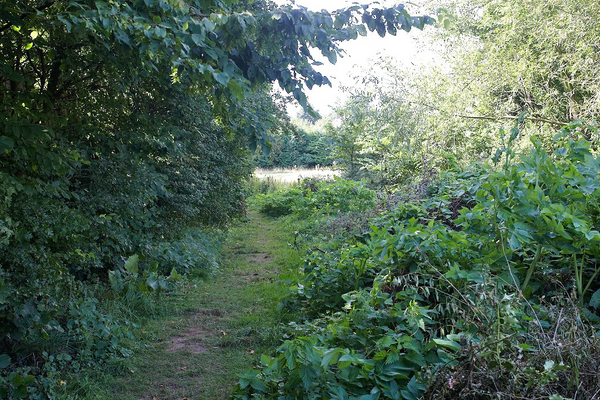 View From The Kissing Gate - South
Looking south down the public footpath on our land, from the kissing gate.  The area on the right of the footpath is our compost heap.
Schlüsselwörter: public footpath 578 Powick Colletts Green Worcester compost heap