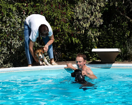 Marjorie Encouraging Kero Into The Pool
Ross is in the pool with Digby, and Marjorie encourages Kero to take the plunge for a doggie pool party.
Keywords: Kero beagle Marjorie Digby cocker spaniel Ross