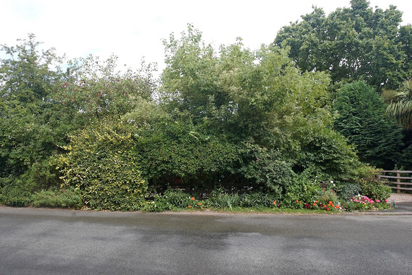 The Cider Mill, Colletts Green, Powick, Worcester
A photo (looking north, across Colletts Green Road) of the shrubs in front of the Cider Mill.  These are overhanging the narrow road, and scratch our car if we are coming from the west (left) and there's ongoing traffic.
Ключові слова: Colletts Green Road Cider Mill Powick overhanging branches Godwin