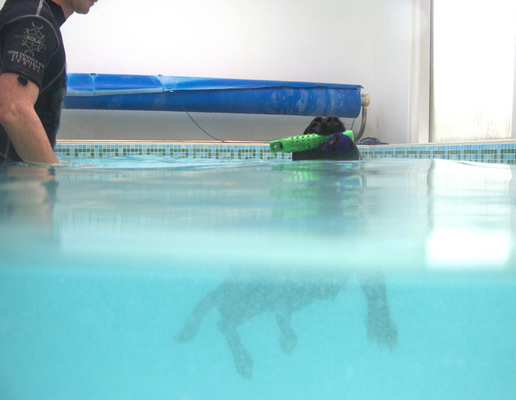 Hey, what happened to my legs??!!
Palabras clave: Fred Labrador Pool Ross Swimming Swimming pool