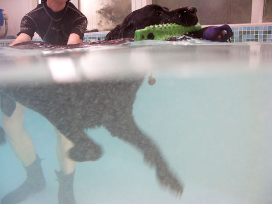 One toy is never enough
Keywords: Fred Labrador Pool Ross Swimming Swimming pool