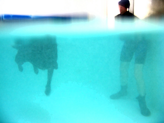 You can talk - look at your legs!!
Anahtar kelimeler: Fred Labrador Pool Ross Swimming Swimming pool