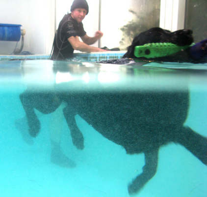 Boy, what a mover
Palabras clave: Fred Labrador Pool Ross Swimming Swimming pool