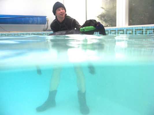 Yes, I can manage nicely, thank you
Ключевые слова: Fred Labrador Pool Ross Swimming Swimming pool