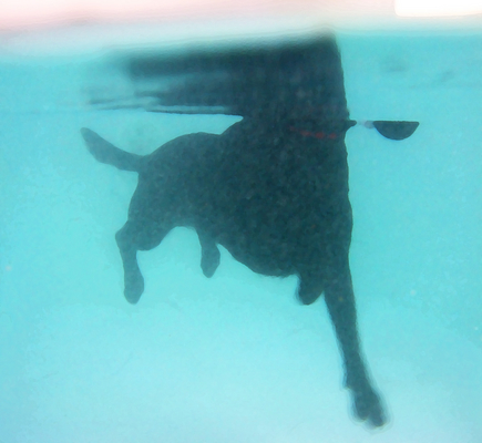 See, this is how ...........
Schlüsselwörter: Fred Labrador Pool Ross Swimming Swimming pool