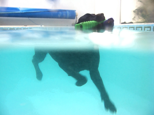 ........... it works
Schlüsselwörter: Fred Labrador Pool Ross Swimming Swimming pool