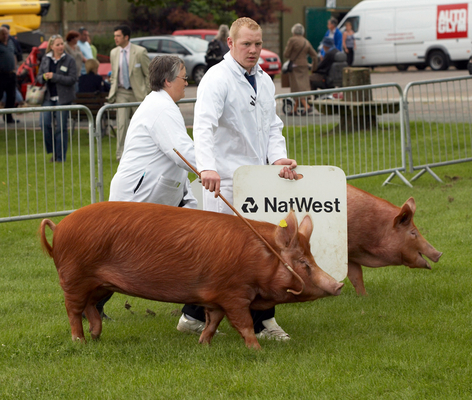 C'mon, guys ..........
Λέξεις-κλειδιά: Agricultural Agriculture Animal Animals Award Awards Judge Judging Malvern Pig Pigs Show Tamworth tamworths Three Counties Three Counties Show Worcestershire