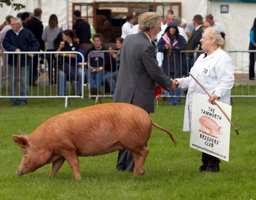 ......... with all this posing
Słowa kluczowe: Agricultural Agriculture Animal Animals Award Awards Judge Judging Malvern Pig Pigs Show Tamworth tamworths Three Counties Three Counties Show Worcestershire