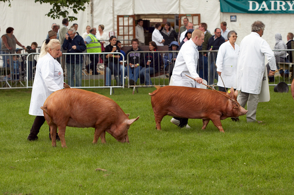 OK, guys, the show's over
Ключови думи: Agricultural Agriculture Animal Animals Award Awards Judge Judging Malvern Pig pigs Show Tamworth Tamworths Three Counties Three Counties Show Worcestershire