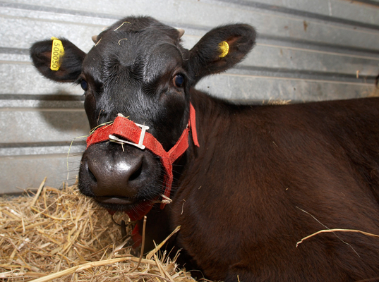 Don't you come any closer ..........
Anahtar kelimeler: Agricultural Agriculture Animal Animals Award Awards Calf Calves cattle Gloucester Judge Judging Malvern Show Three Counties Three Counties Show Worcestershire