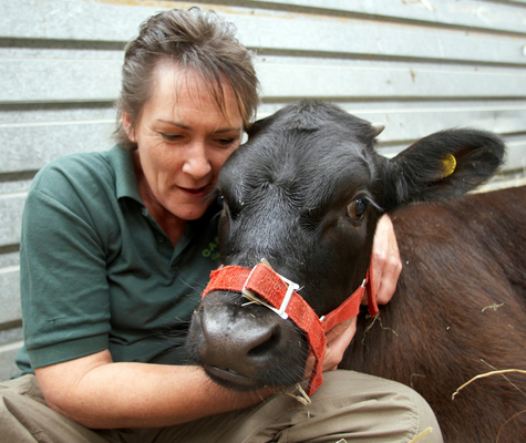 .......... to protect me!
Trefwoorden: Agricultural Agriculture Animal Animals Award Awards Calf Calves cattle Gloucester Judge Judging Malvern Show Three Counties Three Counties Show Worcestershire