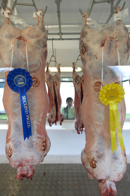 ............ what the winner looks like!!
Mots-clés: Agricultural Agriculture Animal Animals Award Awards carcase Judge Judging Lamb Lambs Malvern Marjorie Show Three Counties Three Counties Show Worcestershire