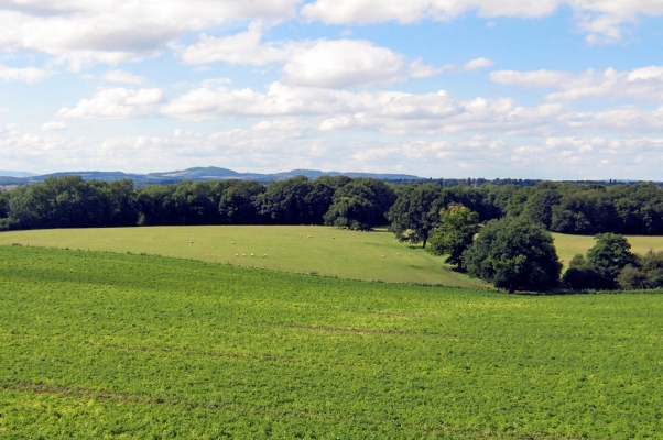 Lord's Wood
An aerial view from Kings End Road showing the trees of Lord's Wood in the distance, beneath the blue sky.
Schlüsselwörter: Lord's Wood blue sky forest woodland