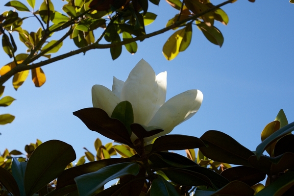Bloomin' marvelous
Słowa kluczowe: flower Garden Magnolia Whitecroft