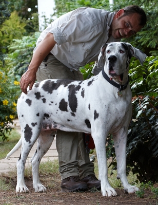 Wot's going on over there??
Λέξεις-κλειδιά: Dog Dogs Gracie Great Dane Leo Lucies Farm