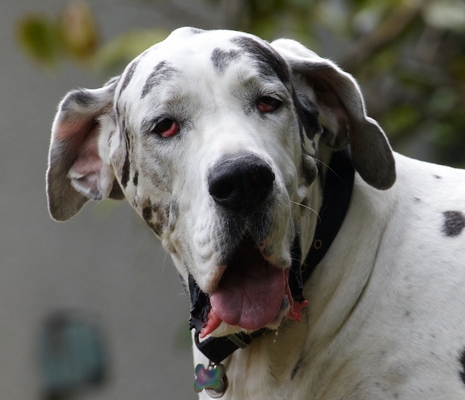 Wot you lookin' at??
Schlüsselwörter: Dog Dogs Gracie Great Dane Lucies Farm