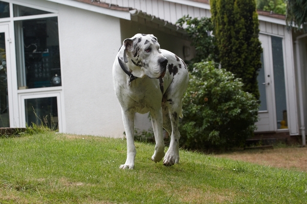 Think I'll go check this out
الكلمات الإستدلالية(لتسهيل البحث): Dog Dogs Gracie Great Dane Lucies Farm