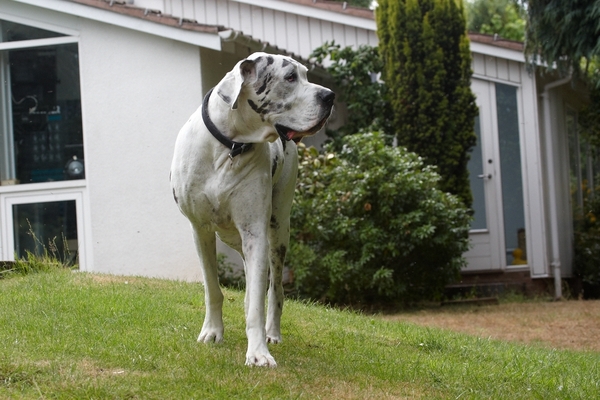 I'm thinking about it ..........
Schlüsselwörter: Dog Dogs Gracie Great Dane Lucies Farm