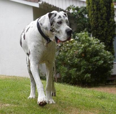 ....... OK, I've decided
Keywords: Dog Dogs Gracie Great Dane Lucies Farm