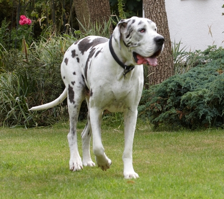 I'm on .........
Schlüsselwörter: Dog Dogs Gracie Great Dane Lucies Farm