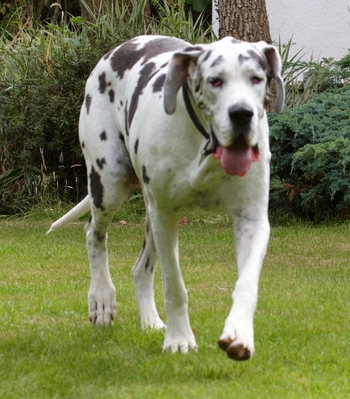 ........ the prowl
Trefwoorden: Dog Dogs Gracie Great Dane Lucies Farm