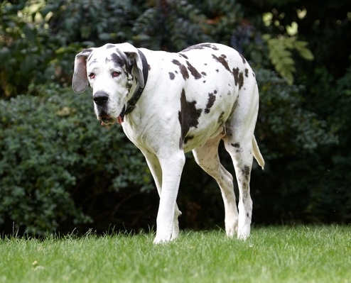 Listen .........
Ключови думи: Dog Dogs Gracie Great Dane Lucies Farm