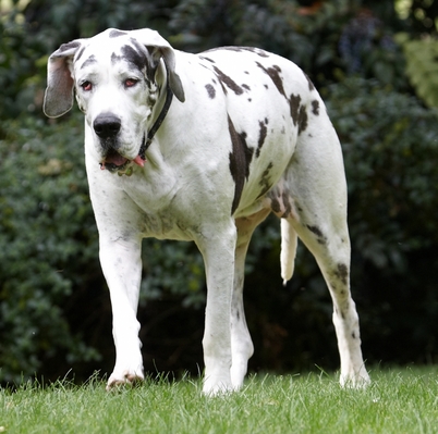 .... you can't hurry things
Mots-clés: Dog Dogs Gracie Great Dane Lucies Farm
