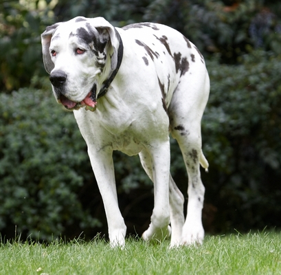 I'm jus' taking my time
Keywords: Dog Dogs Gracie Great Dane Lucies Farm