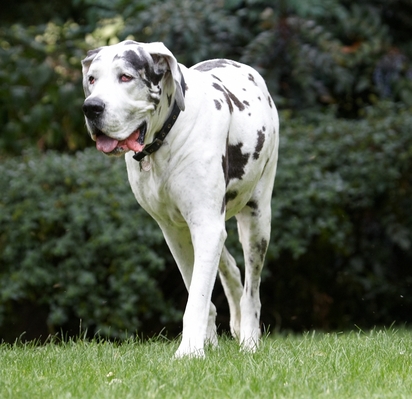 Think I've seen something of interest
Słowa kluczowe: Dog Dogs Gracie Great Dane Lucies Farm