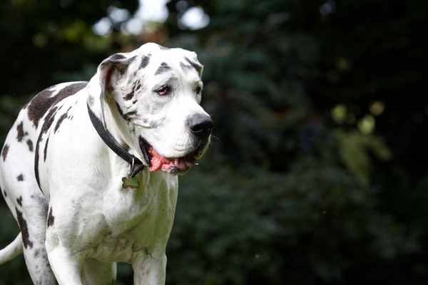 Oh, I don't know .........
Keywords: Dog Dogs Gracie Great Dane Lucies Farm