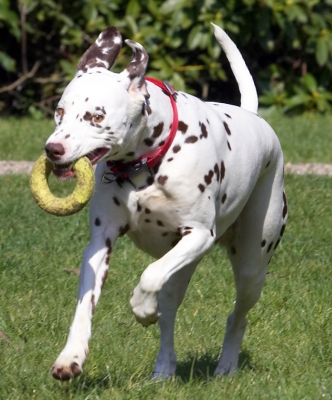 OK, so I'm having fun here
Ključne besede: Mia Dalmatian